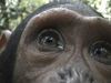 Chimp.jpg
