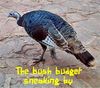 bushbudget.jpg